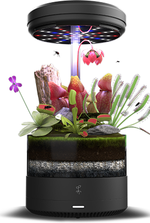 Carniverous plants 1