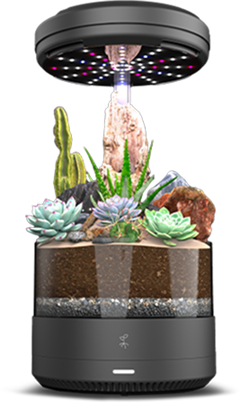 Succulent_front 1