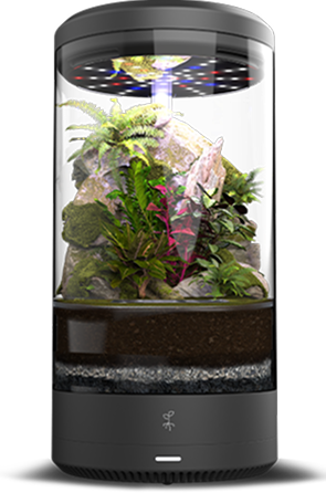 Tropical rainforest 1